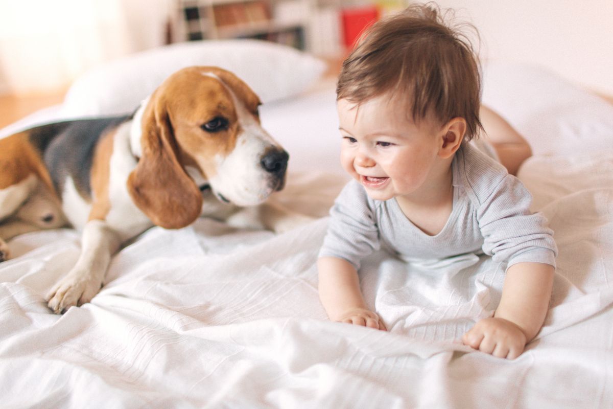 beneficios de tener un perro en casa